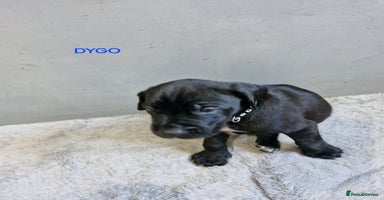 Mixed Breed dogs - Advert 13