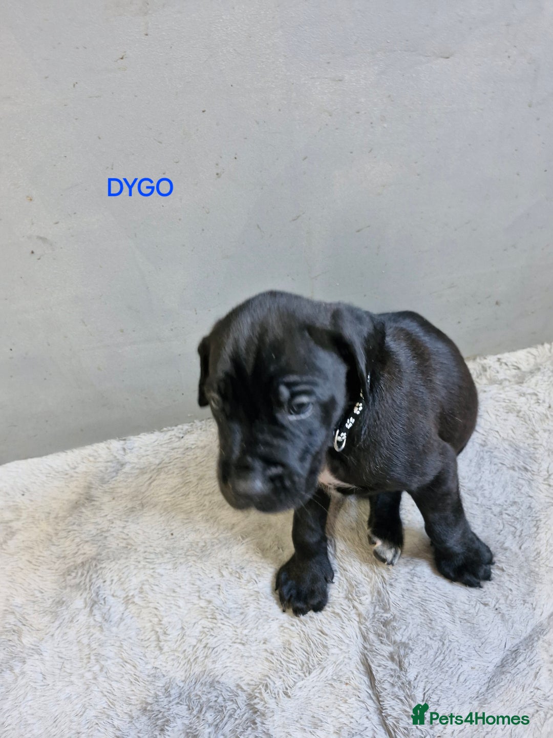 Mixed Breed dogs for sale: Amazing puppies - Image 3