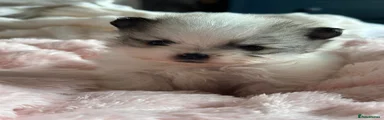 Pomeranian Puppy 4