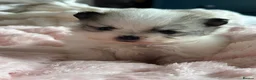 Pomeranian dogs for sale: Precious Pomeranian Puppies for sale  - Advert 20