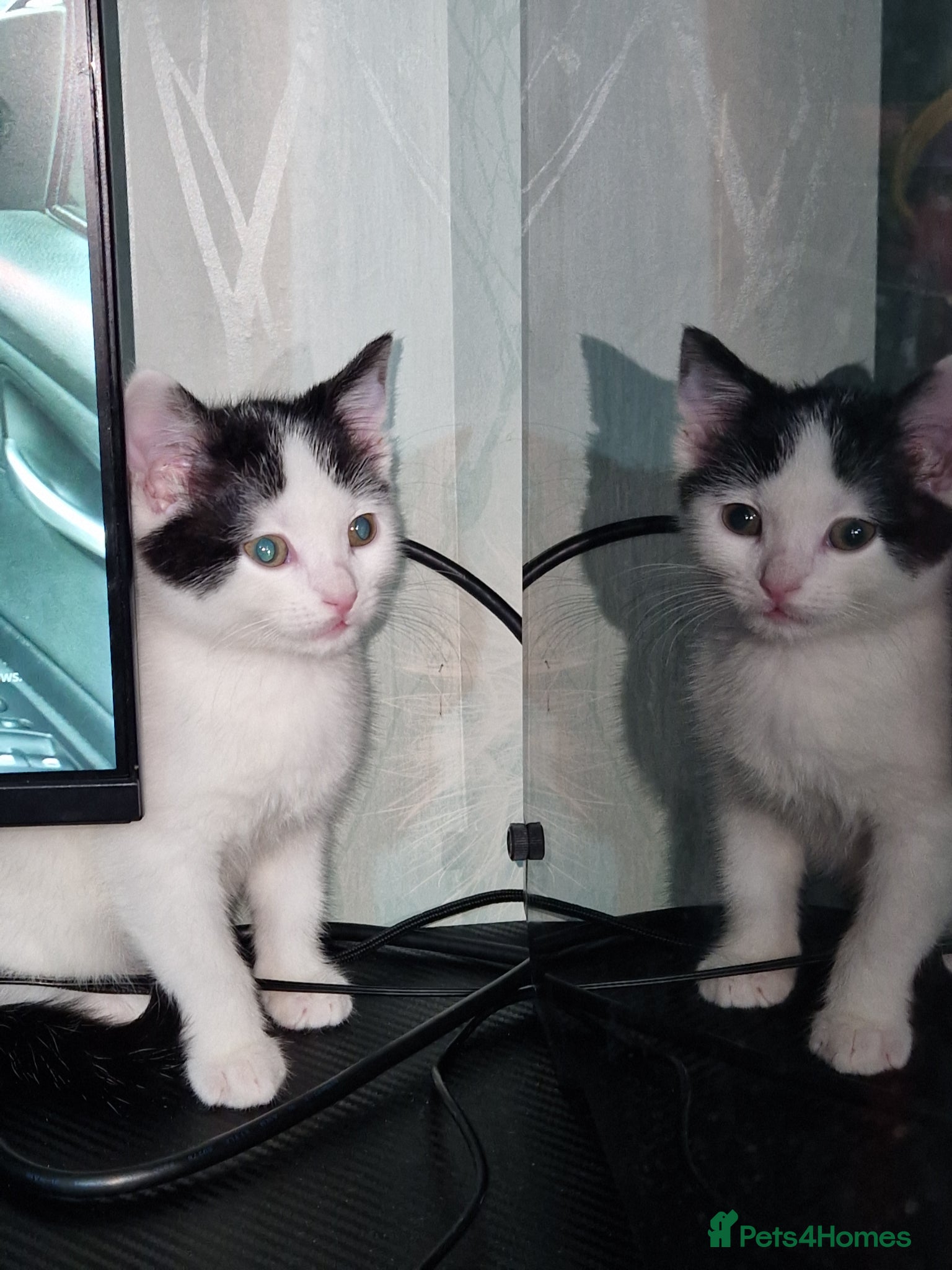 Mixed Breed cats Mia 13 week old  - Advert 1