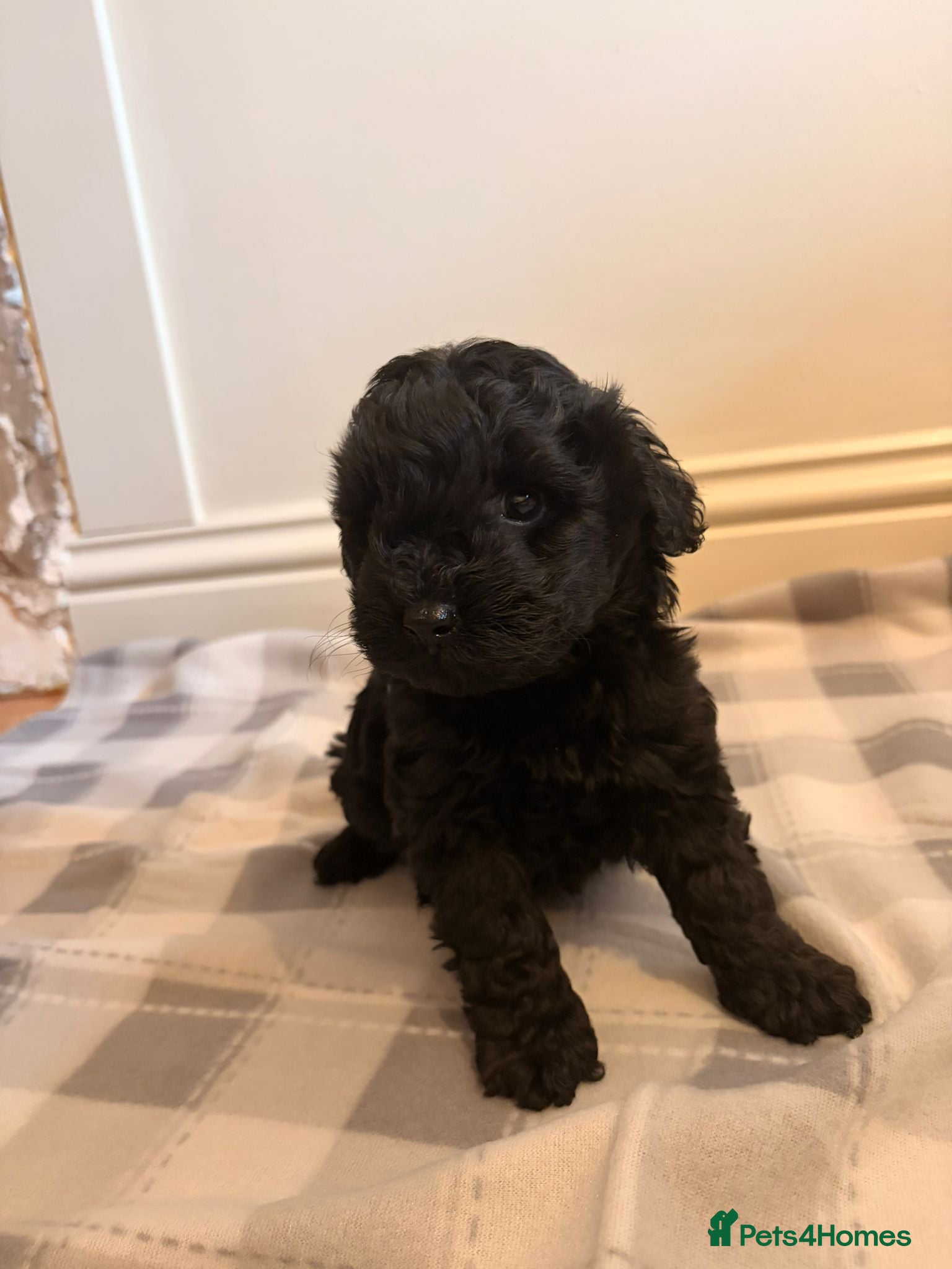 Cockapoo dogs for sale: F1b cockapoos  - Advert 2