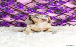 Miniature Dachshund dogs for sale: Ready now  - Advert 16