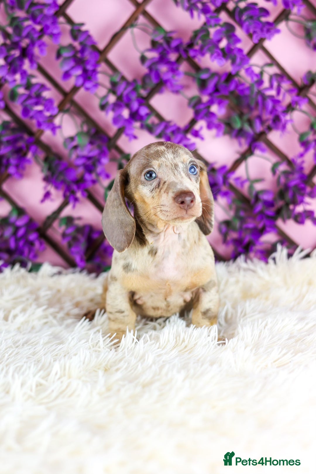 Miniature Dachshund dogs for sale: Ready now  - Advert 16