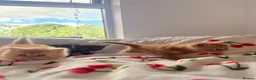 Persian cats for sale: Beautiful Persian/ Exotic kittens 🩵🩷 - Advert 3