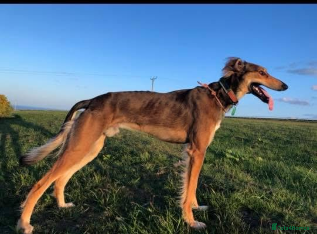 Mixed Breed dogs for sale: Saluki Bull Grey Puppies  - Image 6