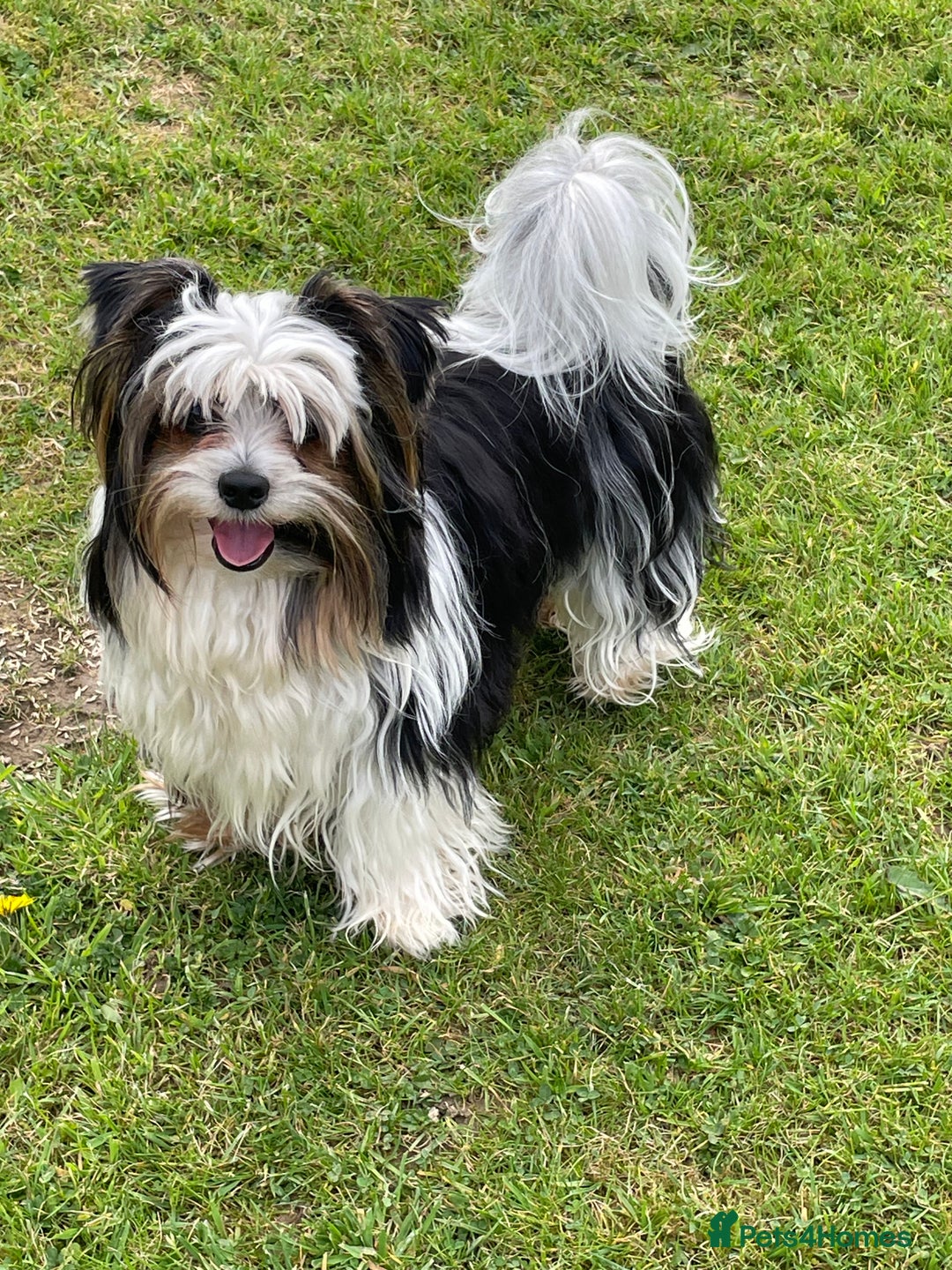 Biewer Terrier dogs for stud: Biewer terrier stud - Advert 3