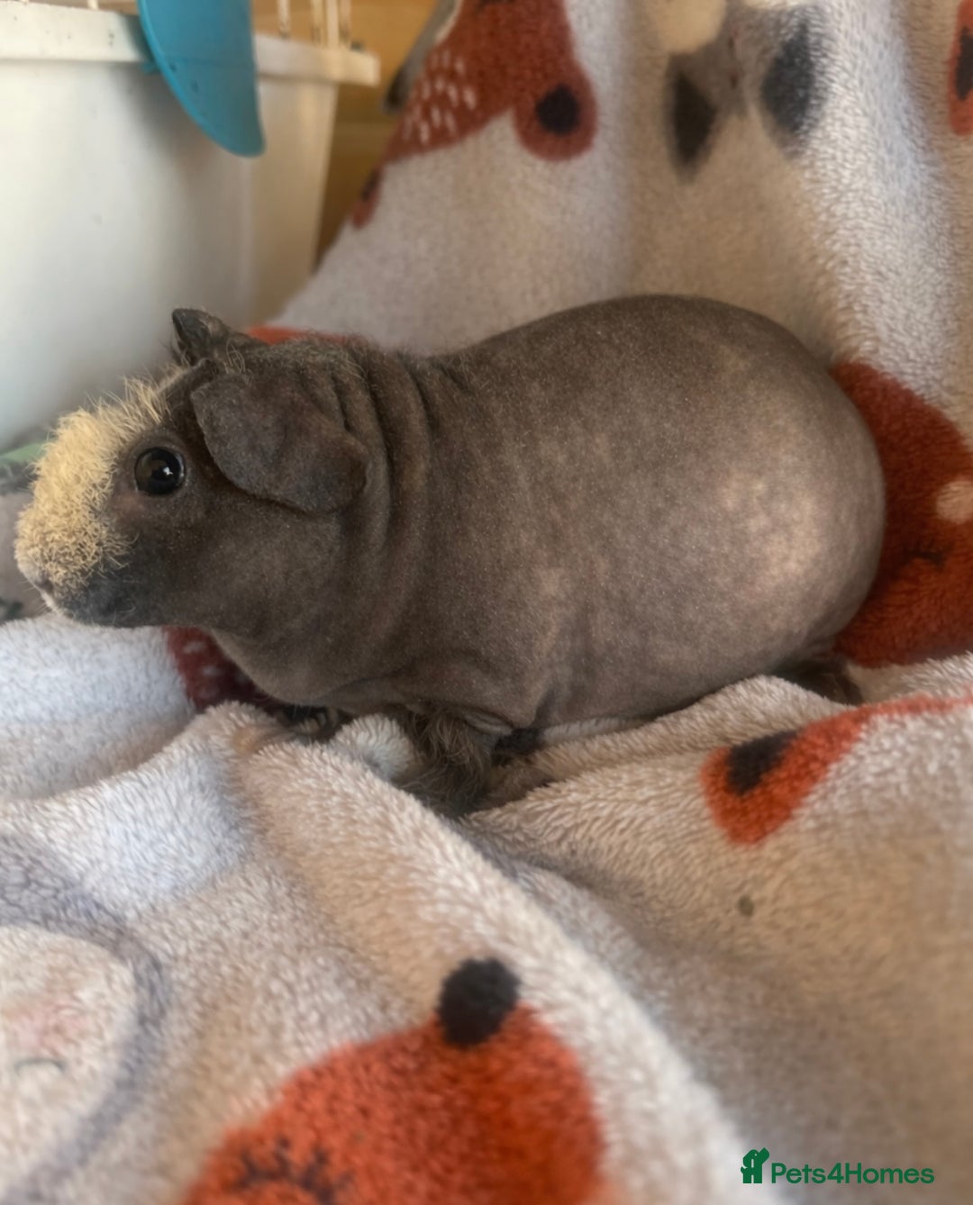 Guinea Pig rodents for sale: Skinny pig - Boar and Sow - Advert 1