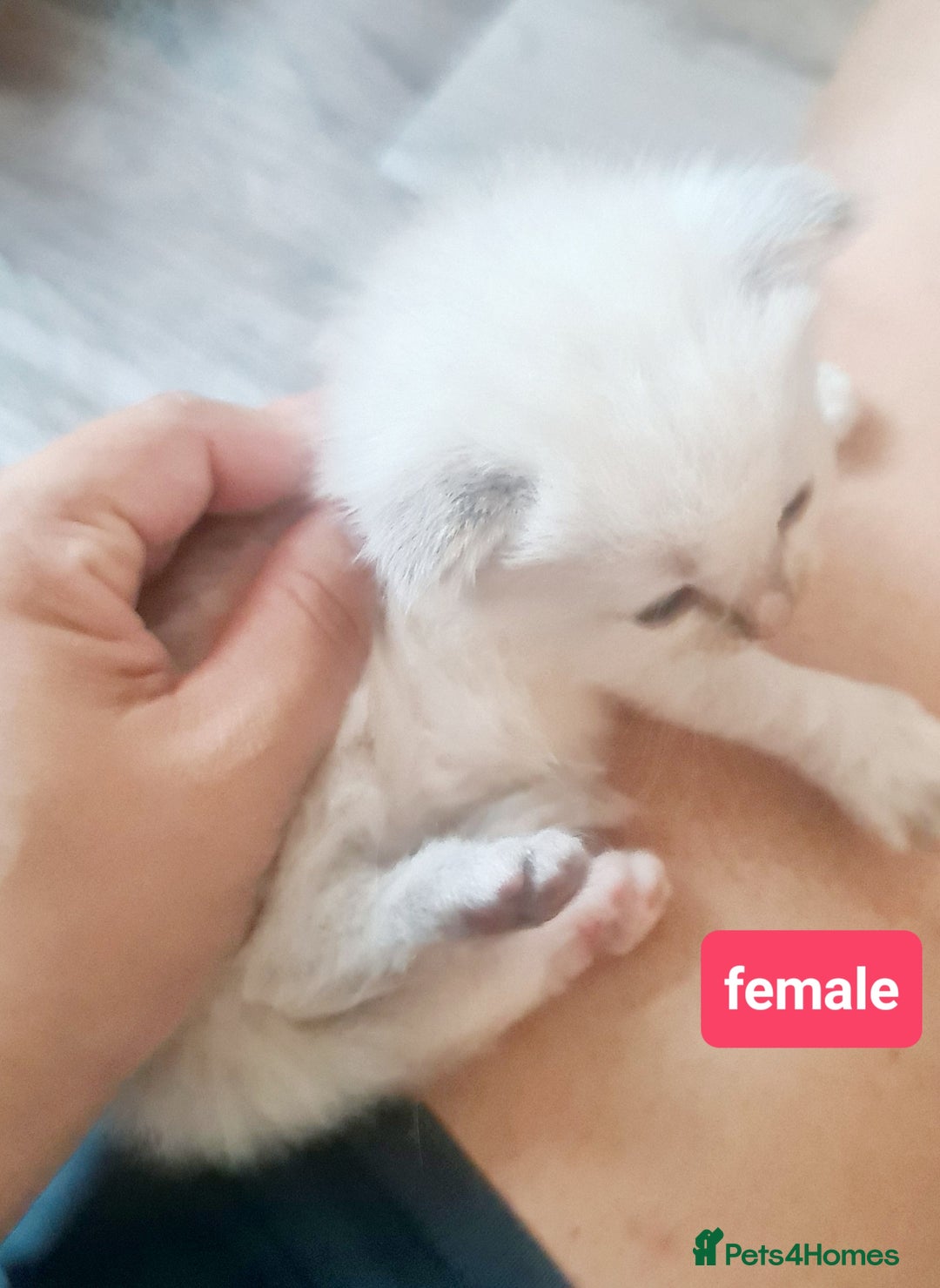 Ragdoll cats for sale: Pure ragdoll kittens - Image 10