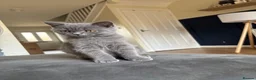 British Shorthair cats for sale: British Shorthair Kitten - Advert 7