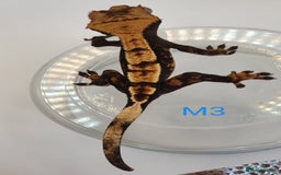 Gecko reptiles for sale: Juvenile Crested Geckos - Image 5