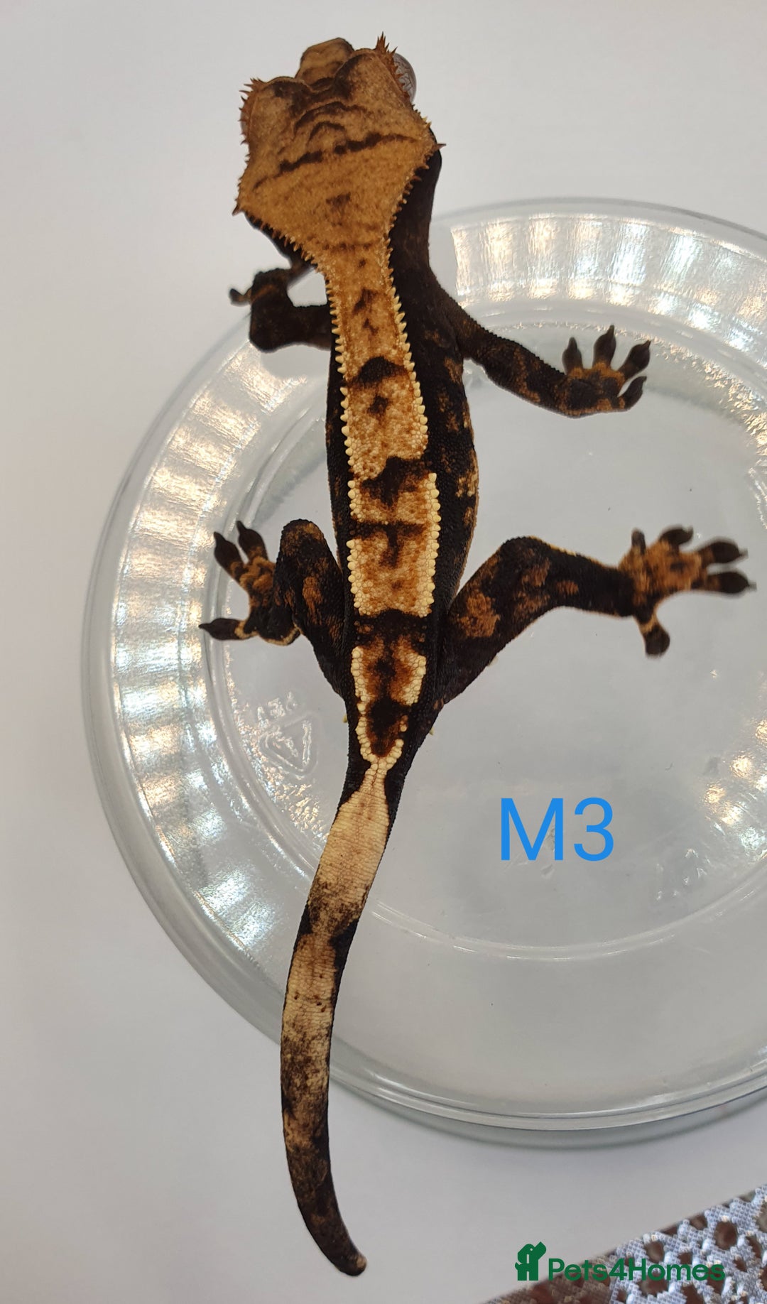 Gecko reptiles for sale: Juvenile Crested Geckos - Image 5