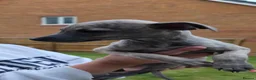 Whippet dogs for sale: Whippet - Advert 5