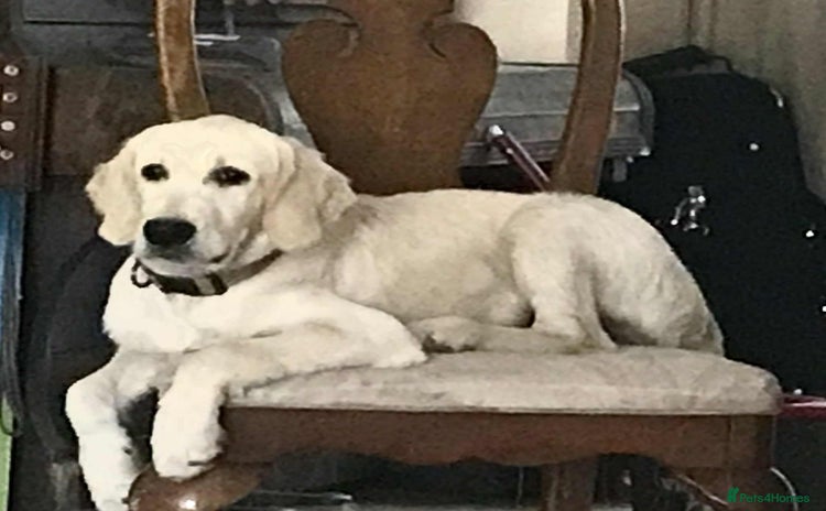 Golden Retriever dogs in London - Advert 4