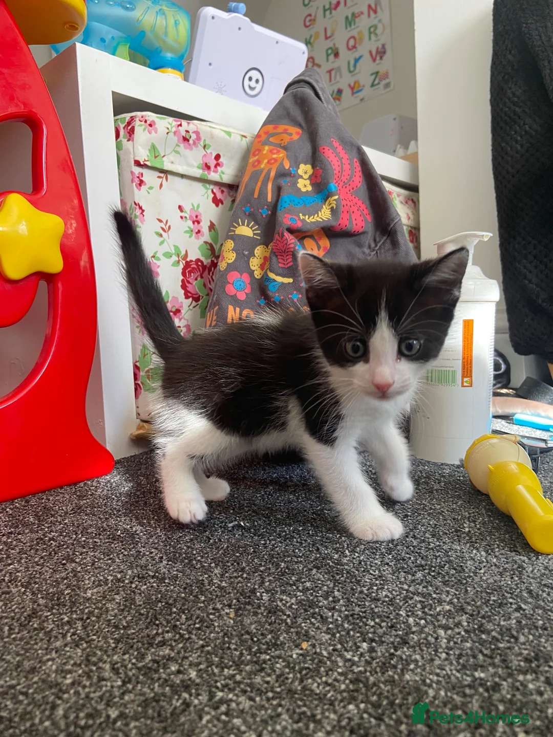 Mixed Breed cats for sale: 2 tuxedo boys  - Advert 7