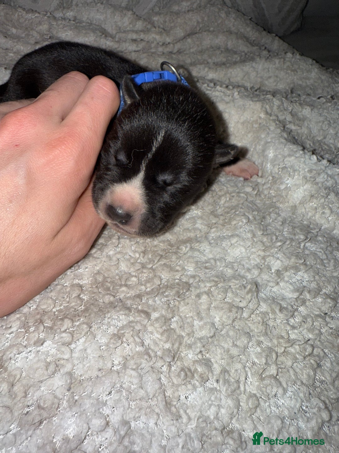 Mixed Breed dogs for sale: Cane corso mix Akita  - Image 29