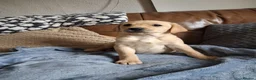 Labrador Retriever dogs for sale: Labrador Puppies - Advert 4
