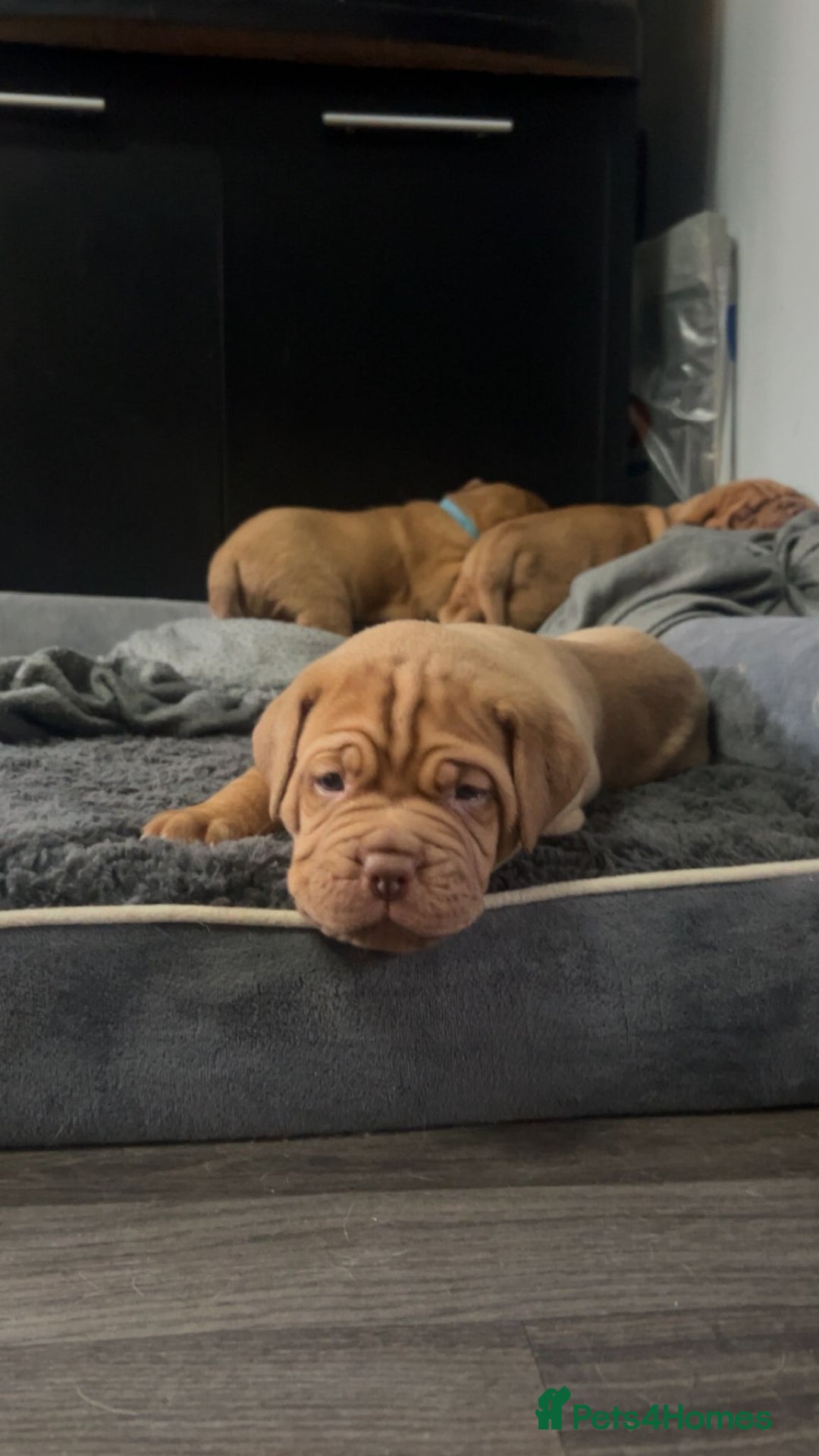 Dogue De Bordeaux dogs for sale: READY TO LEAVE! Stunning Dogue De Bordeaux Puppies - Advert 14