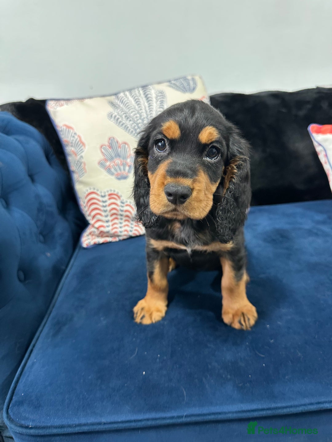 Cocker Spaniel dogs for sale: LAST BEAUTIFUL COCKER SPANIEL GIRL  - Image 7