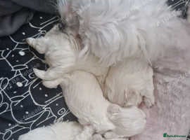 Maltese dogs Maltese toybreed - Advert 1