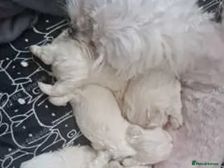 Maltese dogs Maltese toybreed - Advert 1