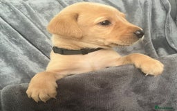 Labrador Retriever dogs for sale: Beautiful KC registered Labrador puppies - Image 19