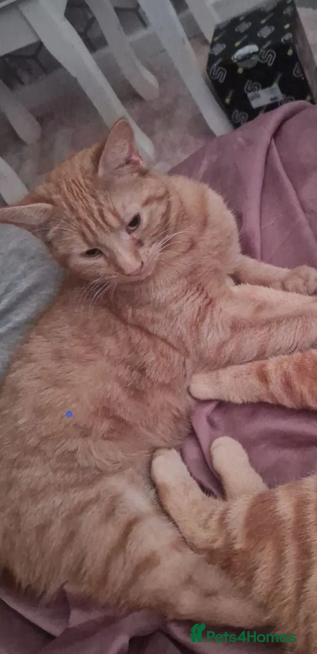 Mixed Breed cats for sale:  X5 Ginger kittens for sale - Advert 2