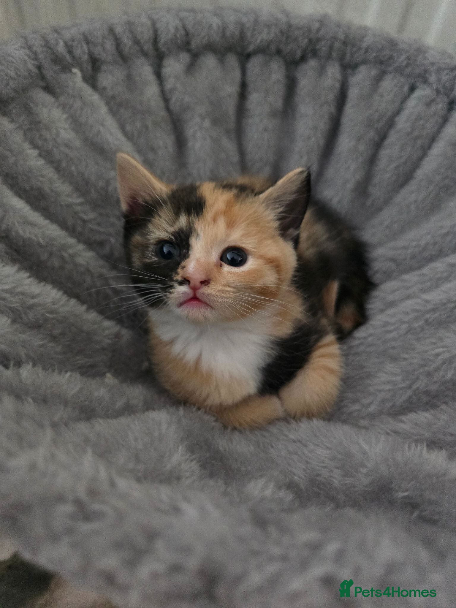 British Shorthair cats British Shorthair Female Only 1 Left!🩷 - Advert 1