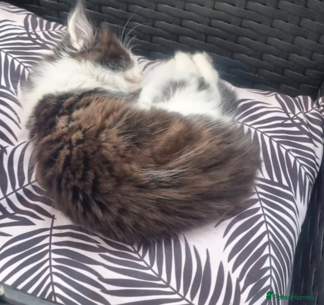 British Longhair cats for sale: 3 kittens available - Image 5