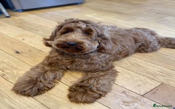 Labradoodle dogs for sale: Waiting List Mini and Medium Doodles - Image 11