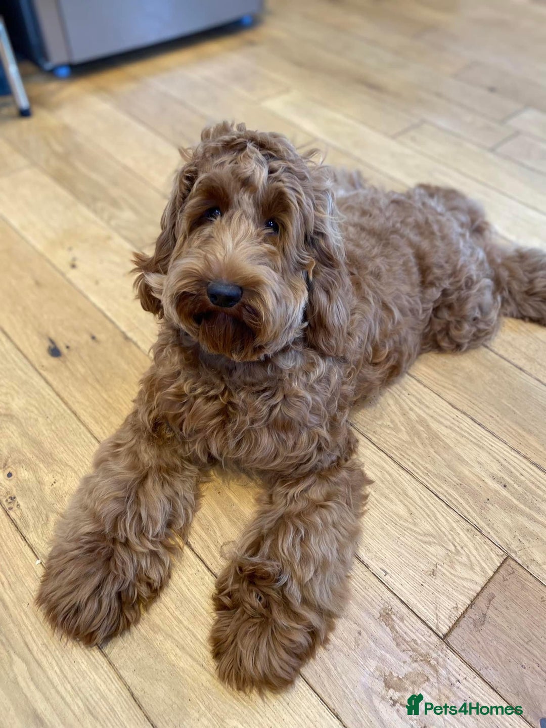 Labradoodle dogs for sale: Waiting List Mini and Medium Doodles - Image 11