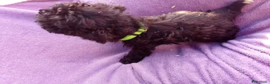 Green collar 