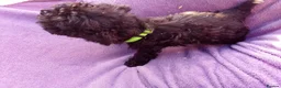 Cockapoo dogs for sale: 5 Cockapoo ready now liensed breeder  - Advert 8