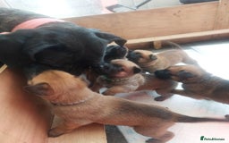 Belgian Shepherd Dog dogs for sale: PuppiesDWKC registered Working Line,Tested Parents - Image 26