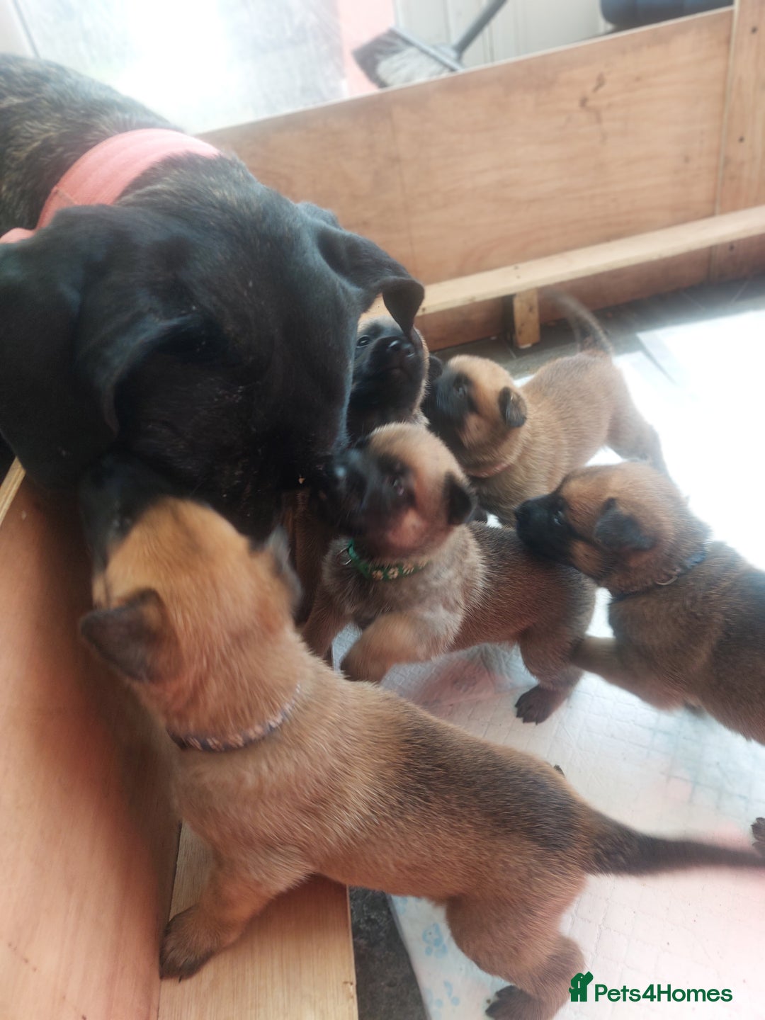 Belgian Shepherd Dog dogs for sale: PuppiesDWKC registered Working Line,Tested Parents - Image 26