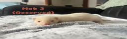 Ferret rodents for sale: 1 full albino hob kit ready july 17 - Advert 6