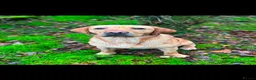 Labrador Retriever dogs for sale: KC Fox Red Labradors - Advert 8