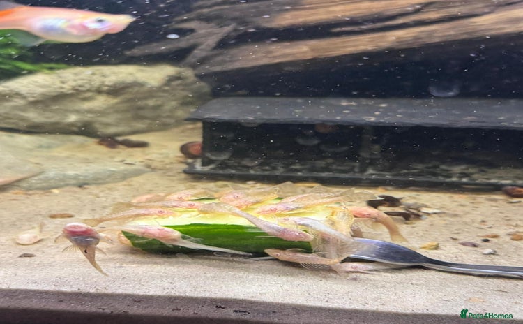 Cichlids fish - Advert 2