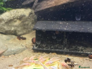 Cichlids fish - Advert 27