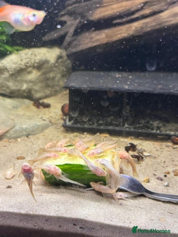 Cichlids fish - Advert 9