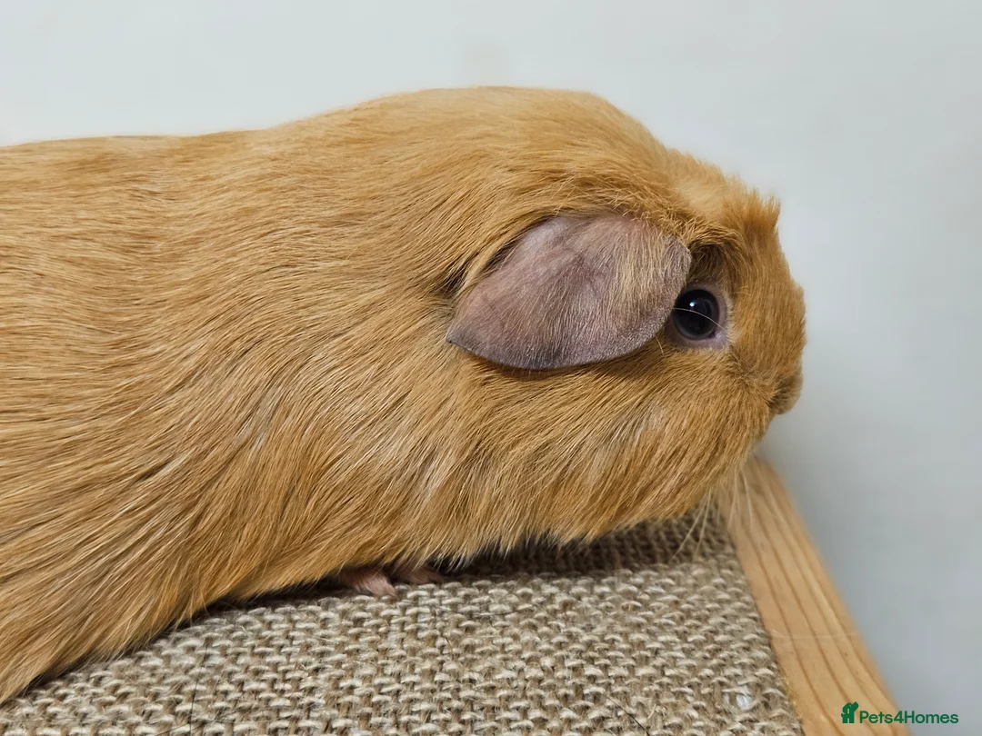 Guinea Pig rodents for sale: Single baby boys for bonding with an solo adult - Advert 2