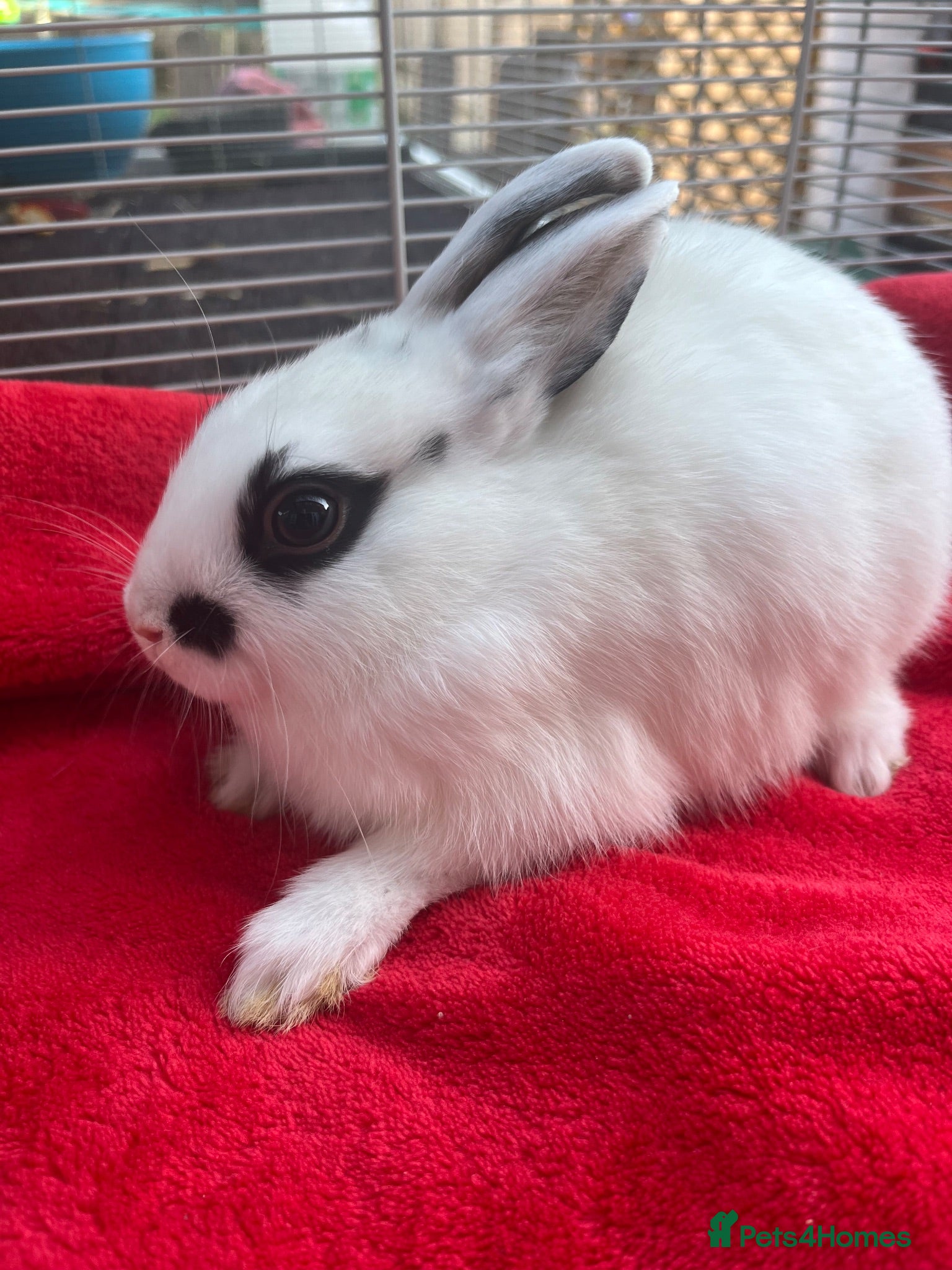 Netherland Dwarf rabbits Netherland dwarf bunnies - Advert 12