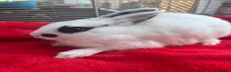 Netherland Dwarf rabbits for sale: Netherland dwarf bunnies - Advert 3