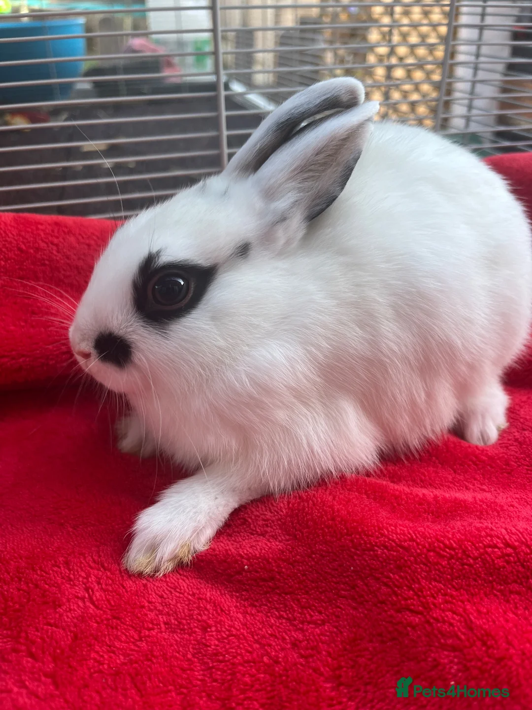 Netherland Dwarf rabbits for sale: Netherland dwarf bunnies - Advert 1