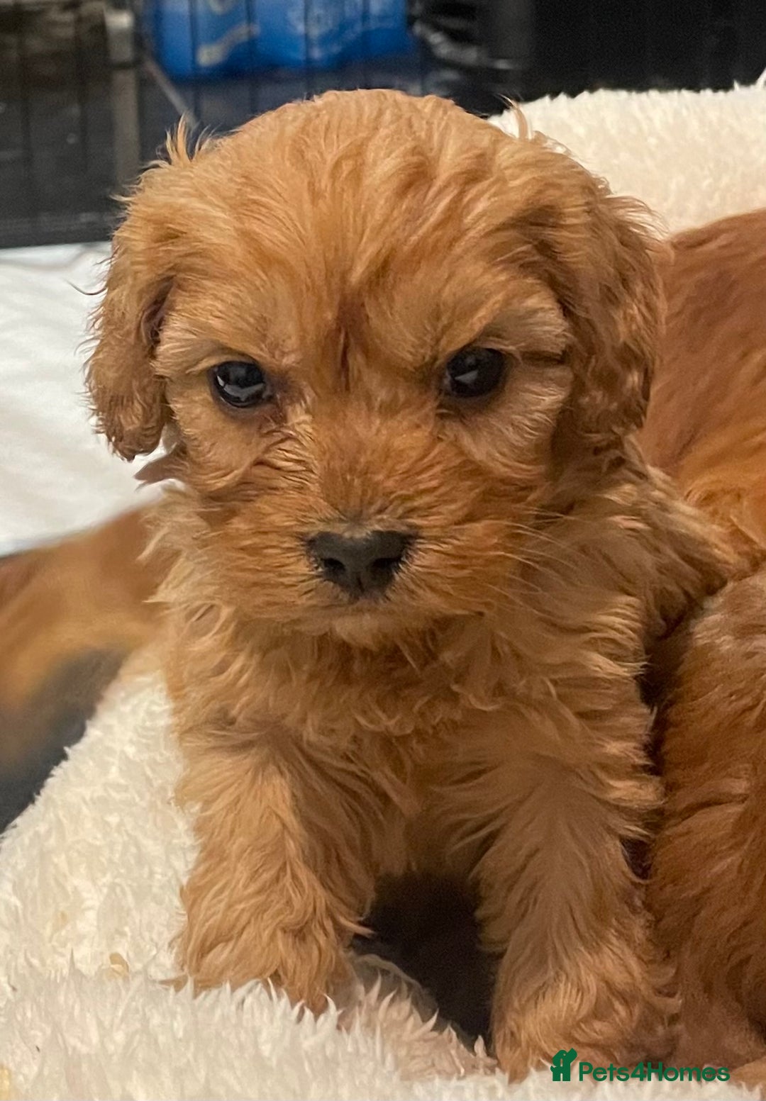 Cavapoo dogs for sale: STUNNING HEALTH CLEAR CAVAPOO PUPPIES  - Advert 15