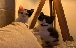 Mixed Breed cats for sale: Male and female kitten to go together as a pair  - Image 2
