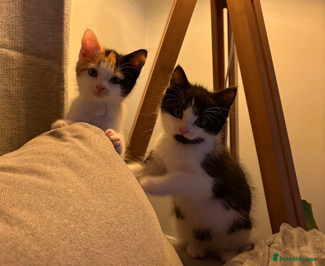 Mixed Breed cats for sale: Male and female kitten to go together as a pair  - Image 2