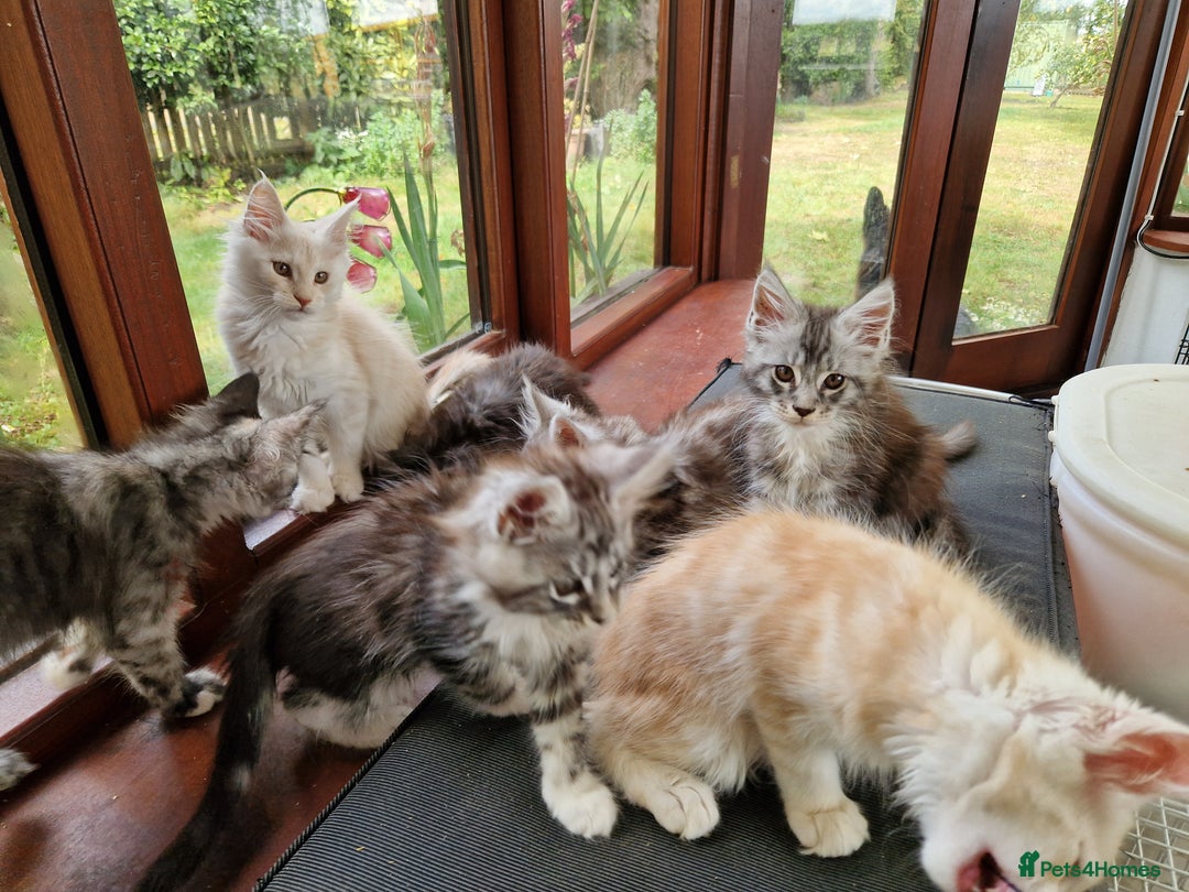 Maine Coon cats for sale: Stunning Maine Coon kittens - Image 16