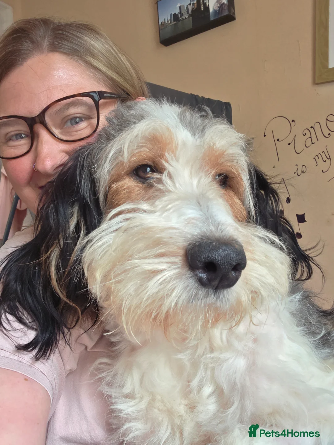 Mixed Breed dogs for sale: Bernedoodle/GSD - Stunning Cross - Advert 1