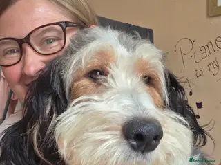 Mixed Breed dogs Stunning Bernedoodles - AVAILABLE NOW - Advert 3